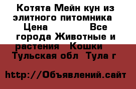 Котята Мейн-кун из элитного питомника › Цена ­ 20 000 - Все города Животные и растения » Кошки   . Тульская обл.,Тула г.